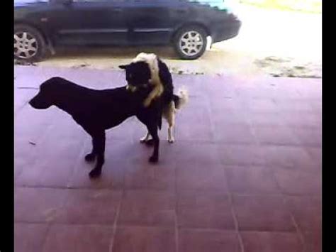 Watch Mujeres follando con perros on Bestialitysextaboo - Animal Bestiality.